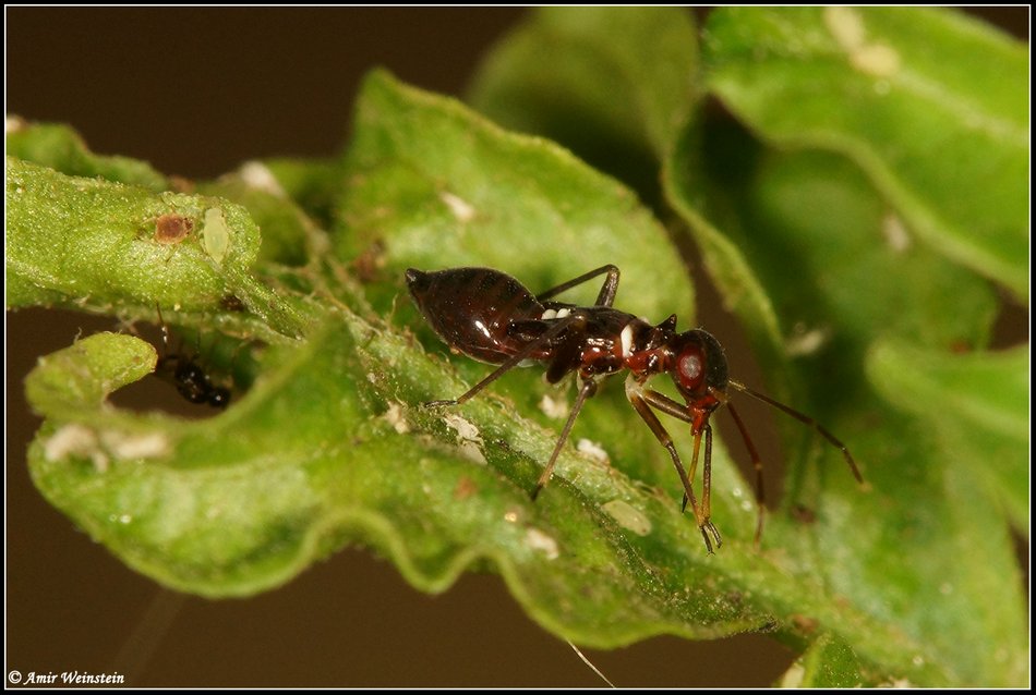 Heteroptera d''Israele